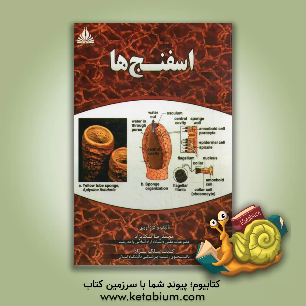 کتاب اسفنج ها |اثر محمدرضا ملک نژاد