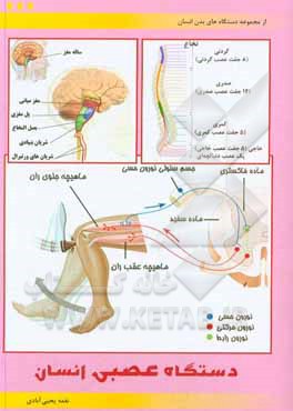 کتاب دستگاه عصبی انسان اثر نغمه یحیی‌آبادی